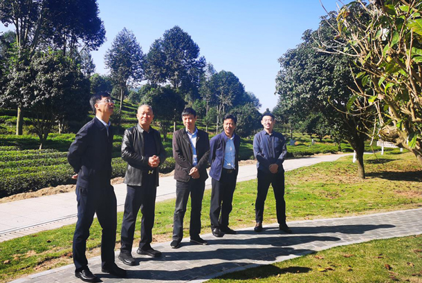 農(nóng)業(yè)部發(fā)展規(guī)劃司副司長趙曉明一行調(diào)研湘豐茶業(yè)集團 農(nóng)業(yè)部發(fā)展規(guī)劃司副司長趙曉明一行調(diào)研湘豐茶業(yè)集團