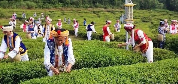 桑植白族茶農(nóng)采茶.webp.jpg 桑植白族茶農(nóng)采茶.webp.jpg