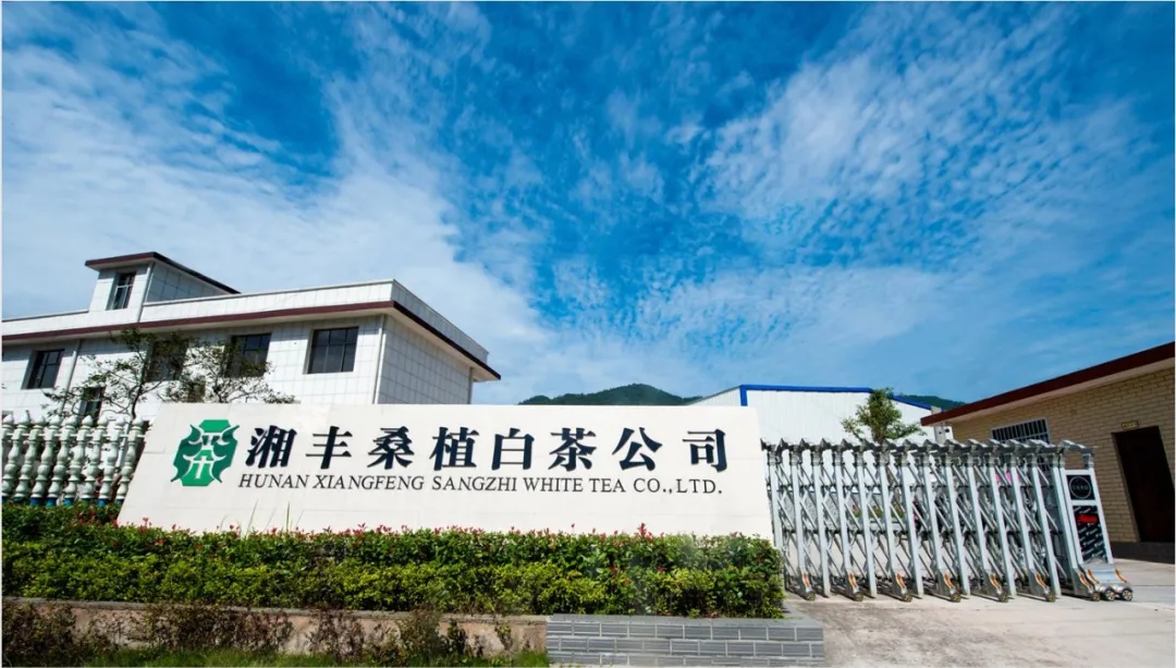 白茶公司.webp.jpg 白茶公司.webp.jpg