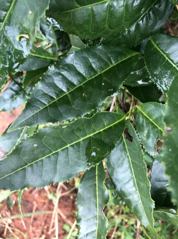 黃金7號1.png 黃金7號1.png