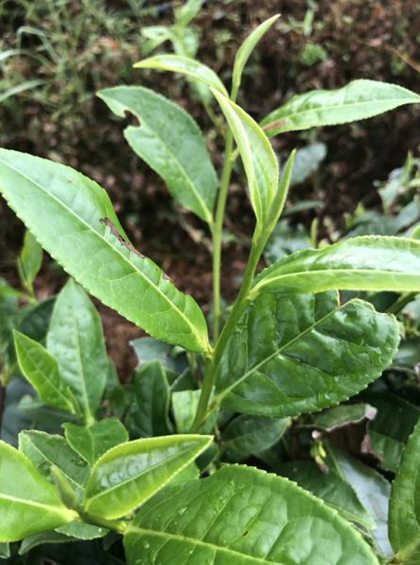 黔輻4號(hào).png 黔輻4號(hào).png