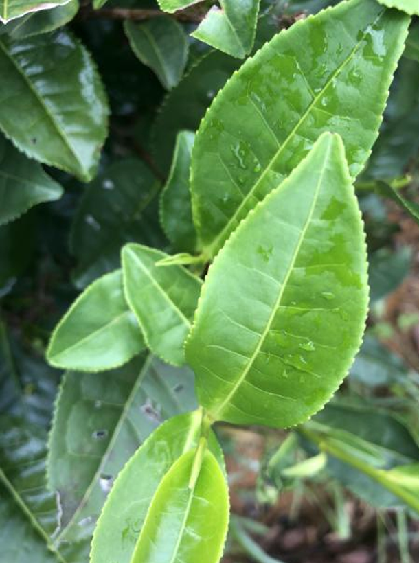 黔輻4號(hào)1.png 黔輻4號(hào)1.png