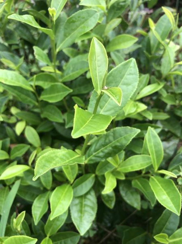 苔選03-10 苔選03-10