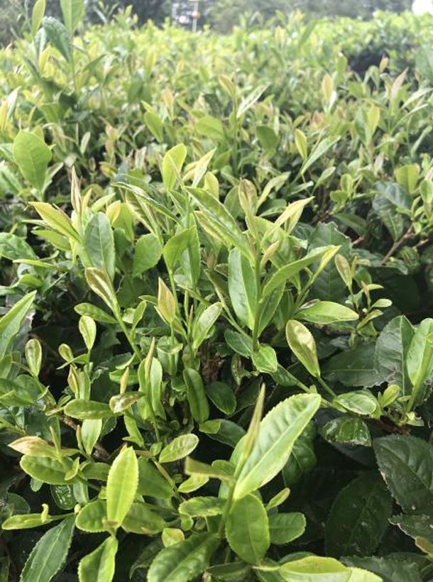 浙農(nóng)902  1.png