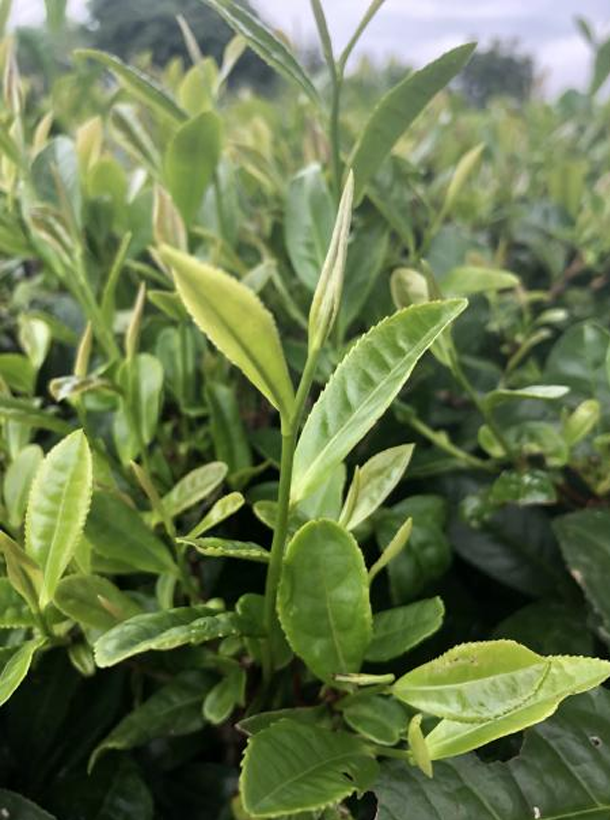 浙農(nóng)902 浙農(nóng)902