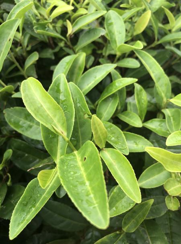 名選131.png 名選131.png