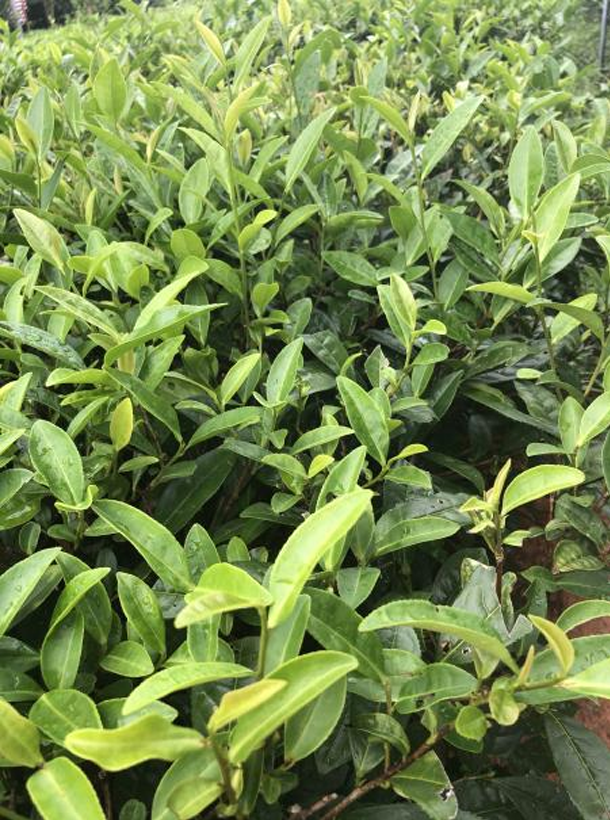 名選131 1.png 名選131 1.png