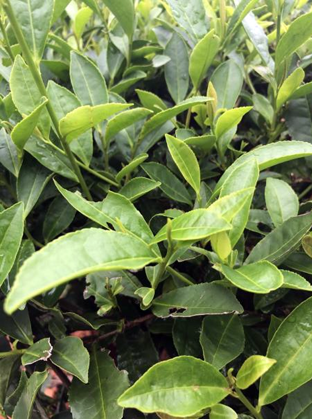 特早213.png 特早213.png