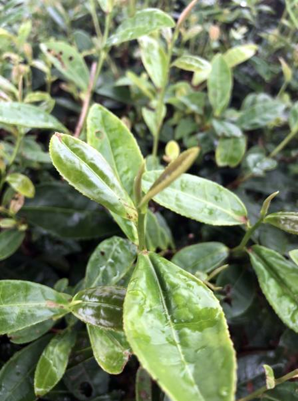 福選9號 福選9號