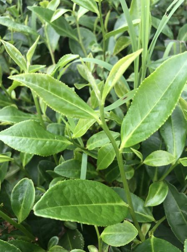 福云6號 福云6號