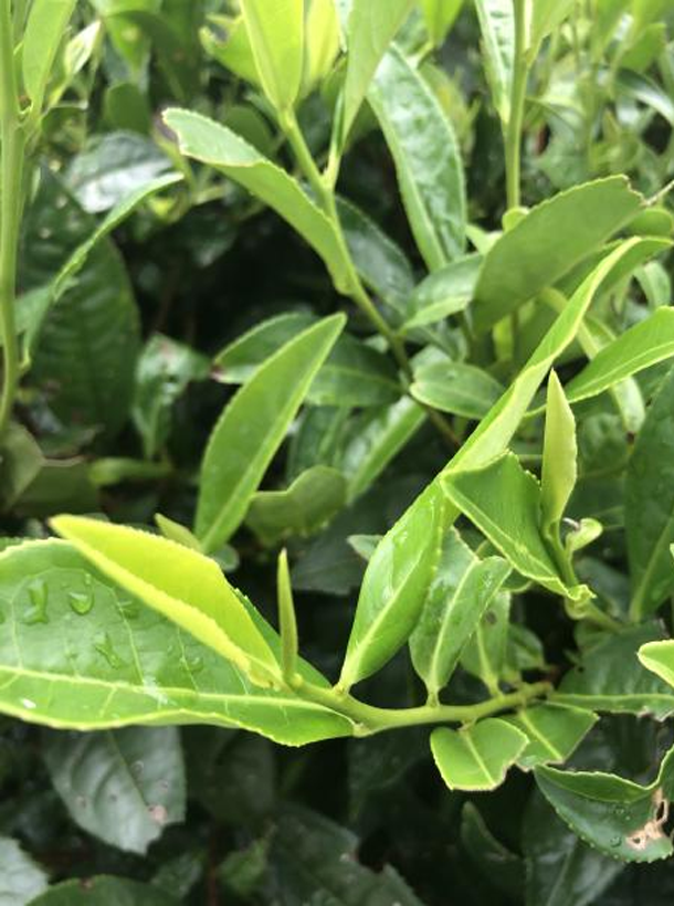 碧香早1.png 碧香早1.png