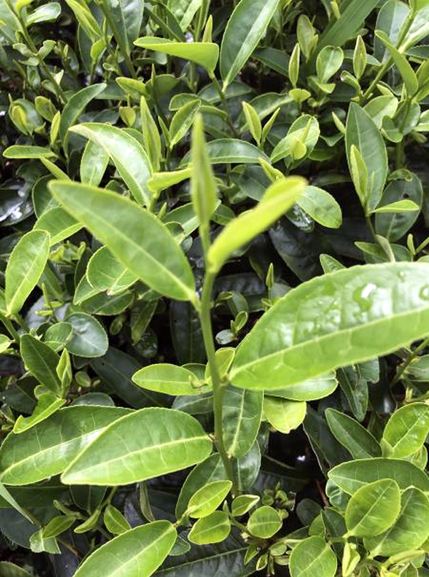 浙農(nóng)117.png 浙農(nóng)117.png