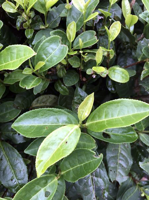 毛蟹.png 毛蟹.png