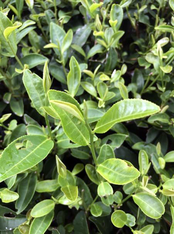 黃金芽.png 黃金芽.png