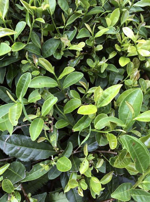 黃金芽1.png 黃金芽1.png