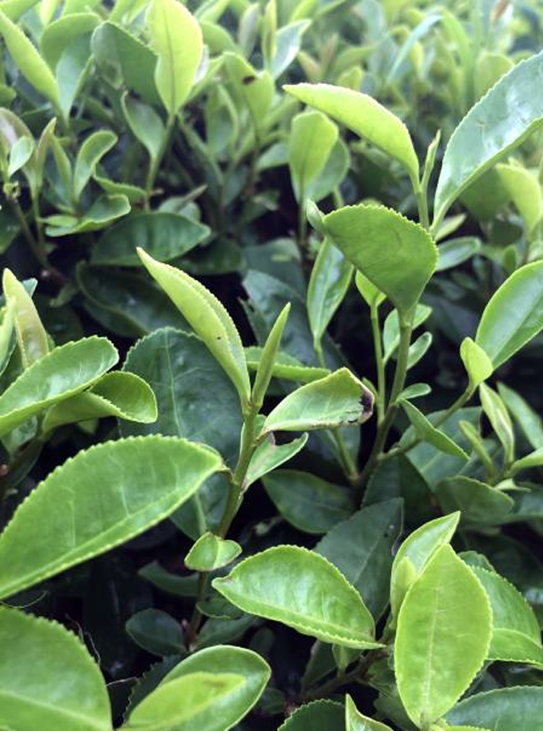 平陽(yáng)特早 平陽(yáng)特早