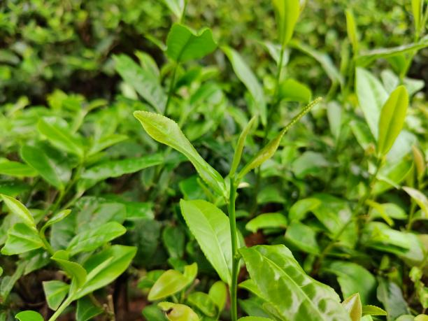 安徽7號(hào) 安徽7號(hào)