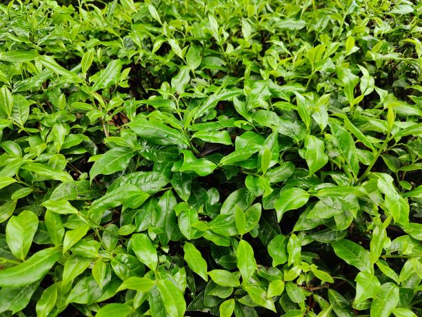 湘豐6號(hào)(80-85-82) 湘豐6號(hào)(80-85-82)