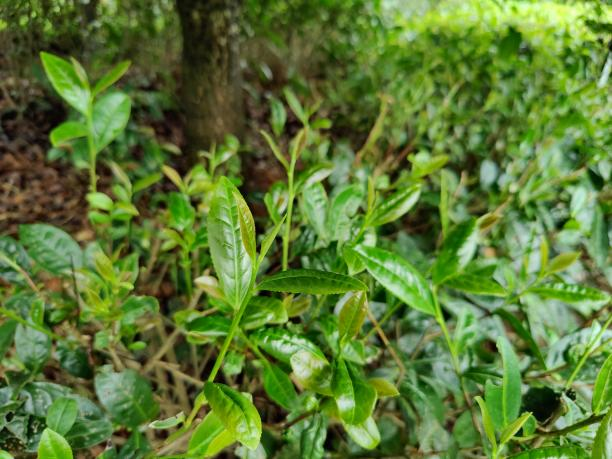 黃金78 1.png 黃金78 1.png