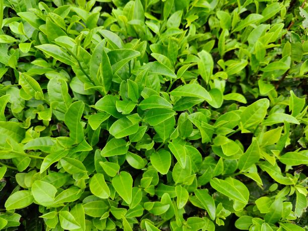 黃金22號 黃金22號