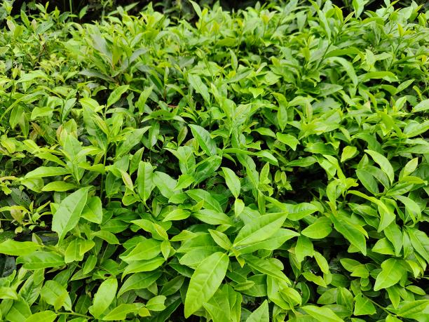 黃金53號1.png 黃金53號1.png