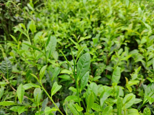 黃金54號.png 黃金54號.png