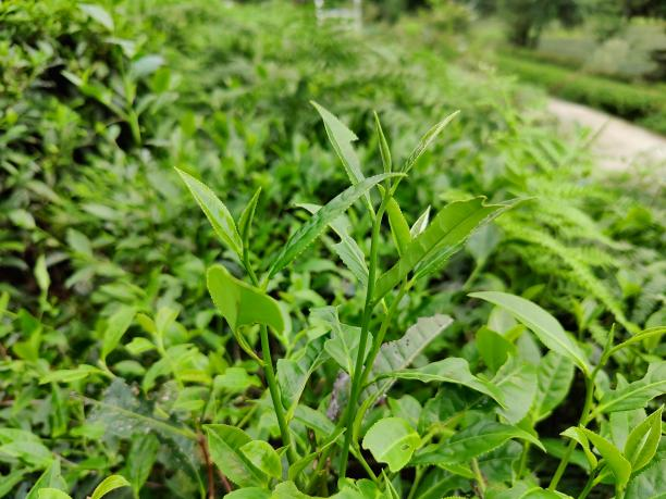 佛香3號(hào) 佛香3號(hào)