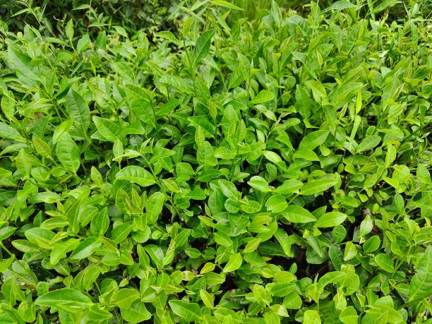 福雜湘3號(hào).png 福雜湘3號(hào).png