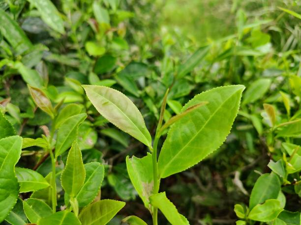 福雜湘3號(hào)1.png 福雜湘3號(hào)1.png