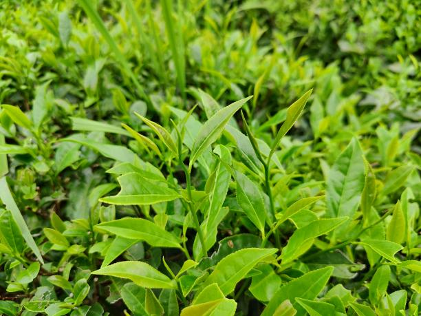 黃金芽11號(hào) 黃金芽11號(hào)