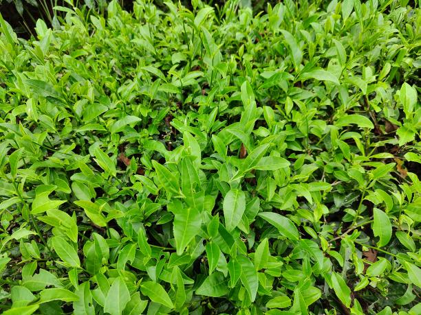 湘豐12號(hào)(79-42-28).png 湘豐12號(hào)(79-42-28).png