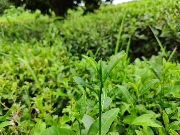 湘豐12號(hào)(79-42-28) 1.png 湘豐12號(hào)(79-42-28) 1.png