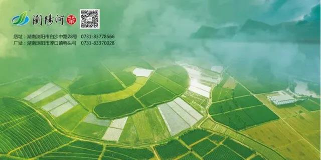 瀏陽淳口片區(qū)的銀峰茶園.jpg 瀏陽淳口片區(qū)的銀峰茶園.jpg