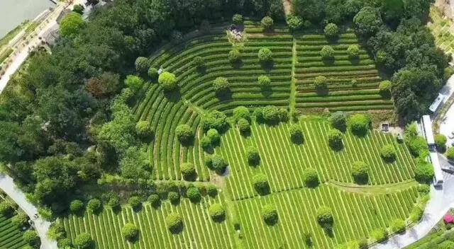 湘豐茶業(yè)莊園1.jpg 湘豐茶業(yè)莊園1.jpg