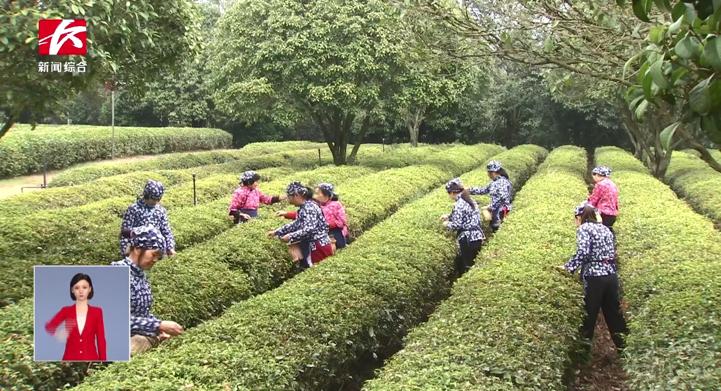 20多萬(wàn)畝春茶搶“鮮”開(kāi)采 茶旅融合促振興