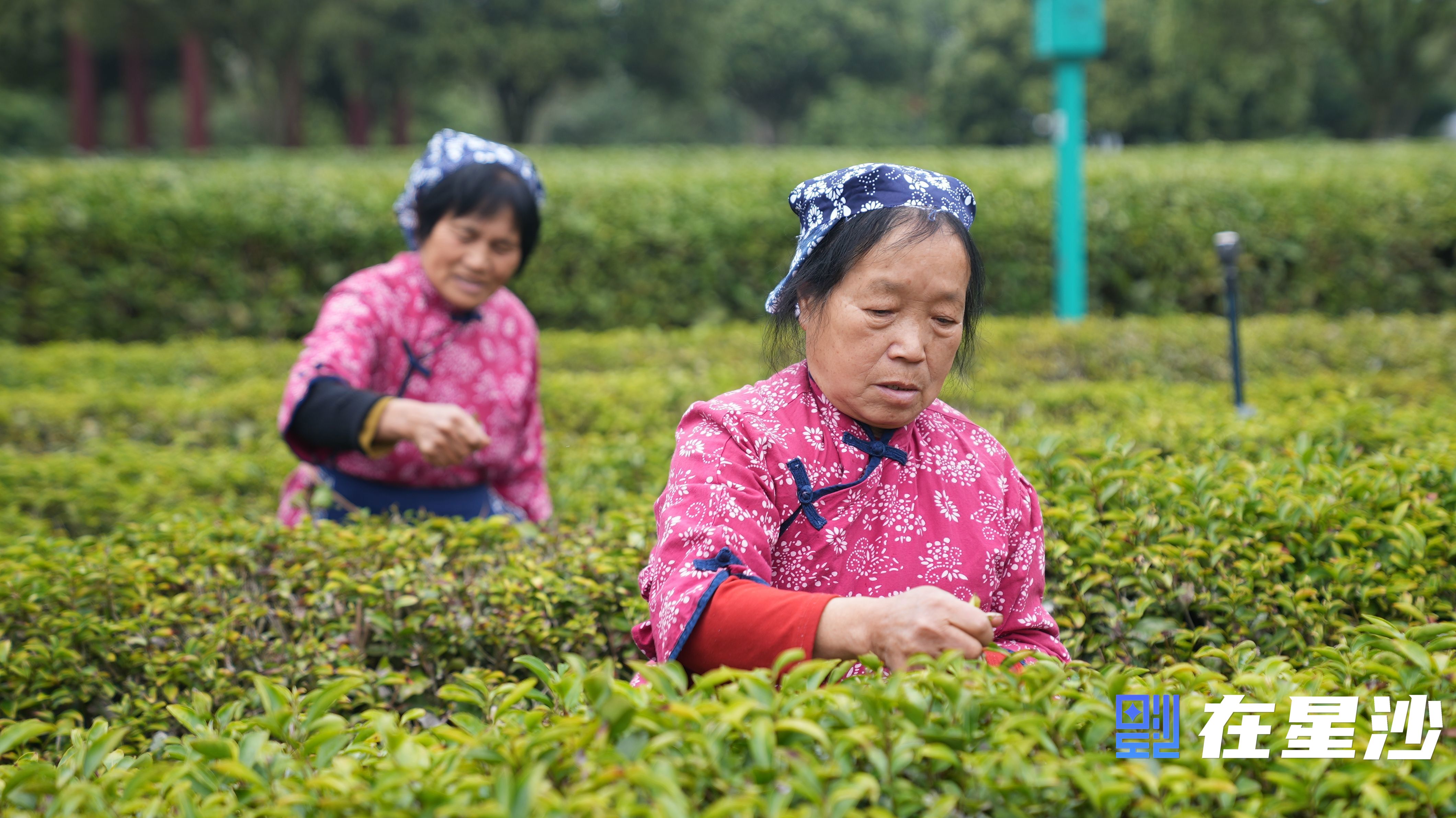 長(zhǎng)沙縣頭茬春茶搶“鮮”開(kāi)采 萬(wàn)畝茶園好“豐”光